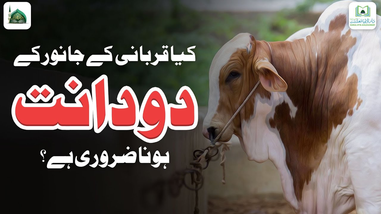 Kya Qurbani Ke Janwar Ke Do Dant Hona Zaroori Hai?